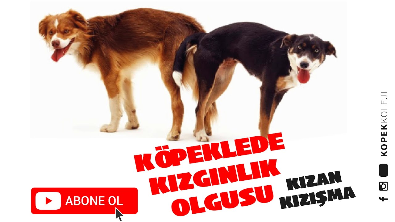 Köpeklerde Kızgınlık Olgusu (Kızan, Kızışma)