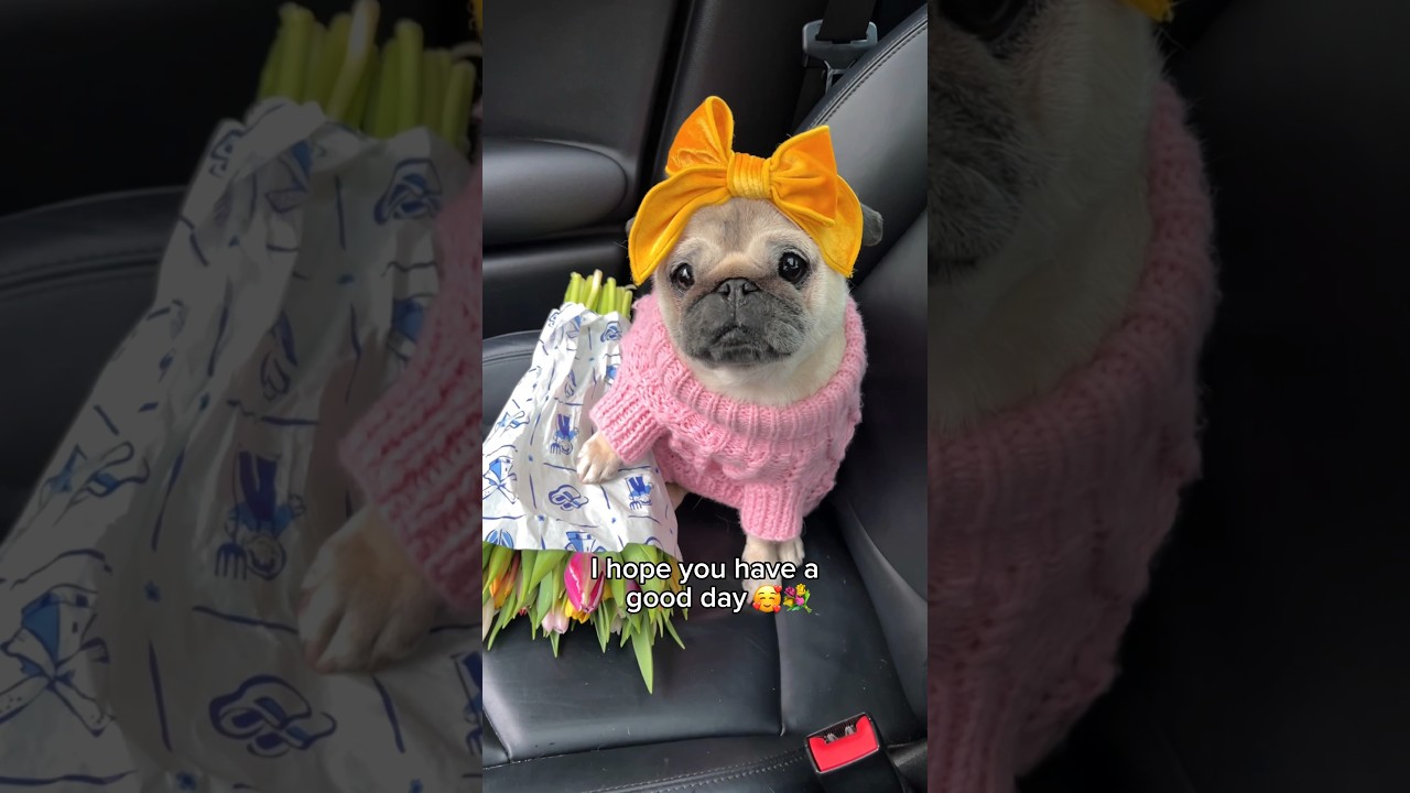Are you having a BAD DAY? 🥺 Loulou is here to cheer you up 🥰💕 #pug #dog #positivevibes