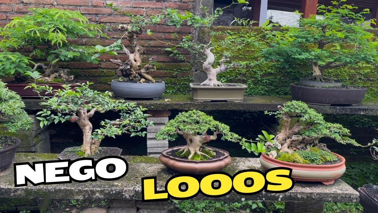 Cek Harga Bonsai Terbaik Di Pak Eko