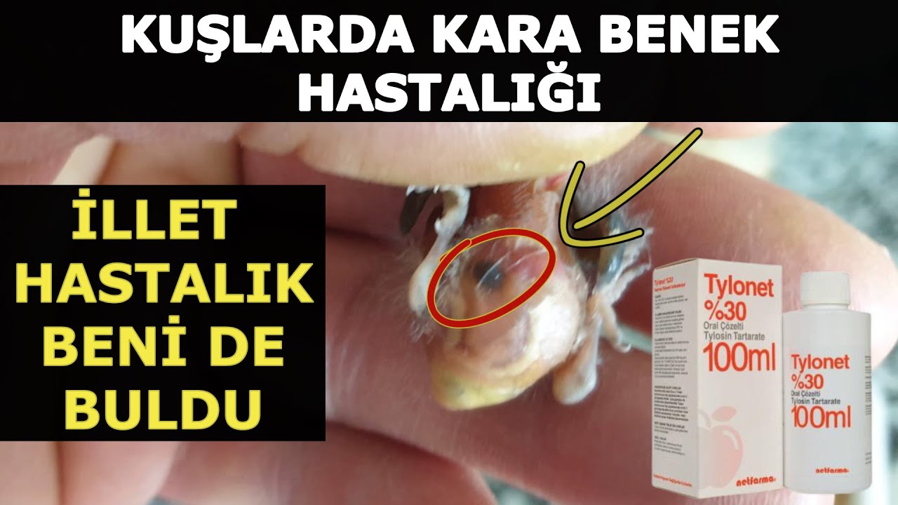 Kara Benek Hastalığı Ve Tedavisi | Tylonet ➡ Tilosin Tartarat ( Tylosin )