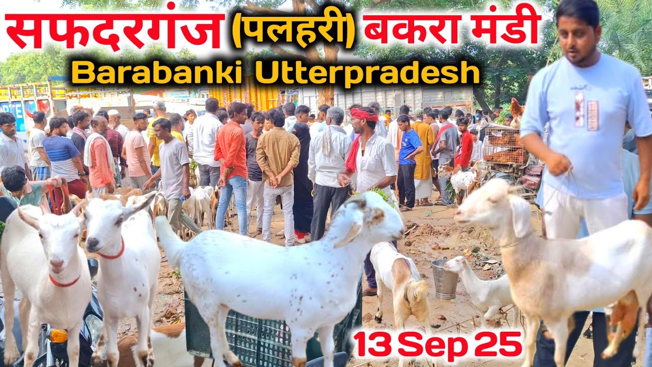 सफदरगंज पलहरी की बकरा मंडी |13/09/25 |Safdarganj Bakra mandi Barabanki UP 
