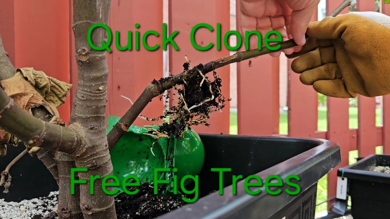 2 Fast and simple cloning Methods for fig tree and many other trees