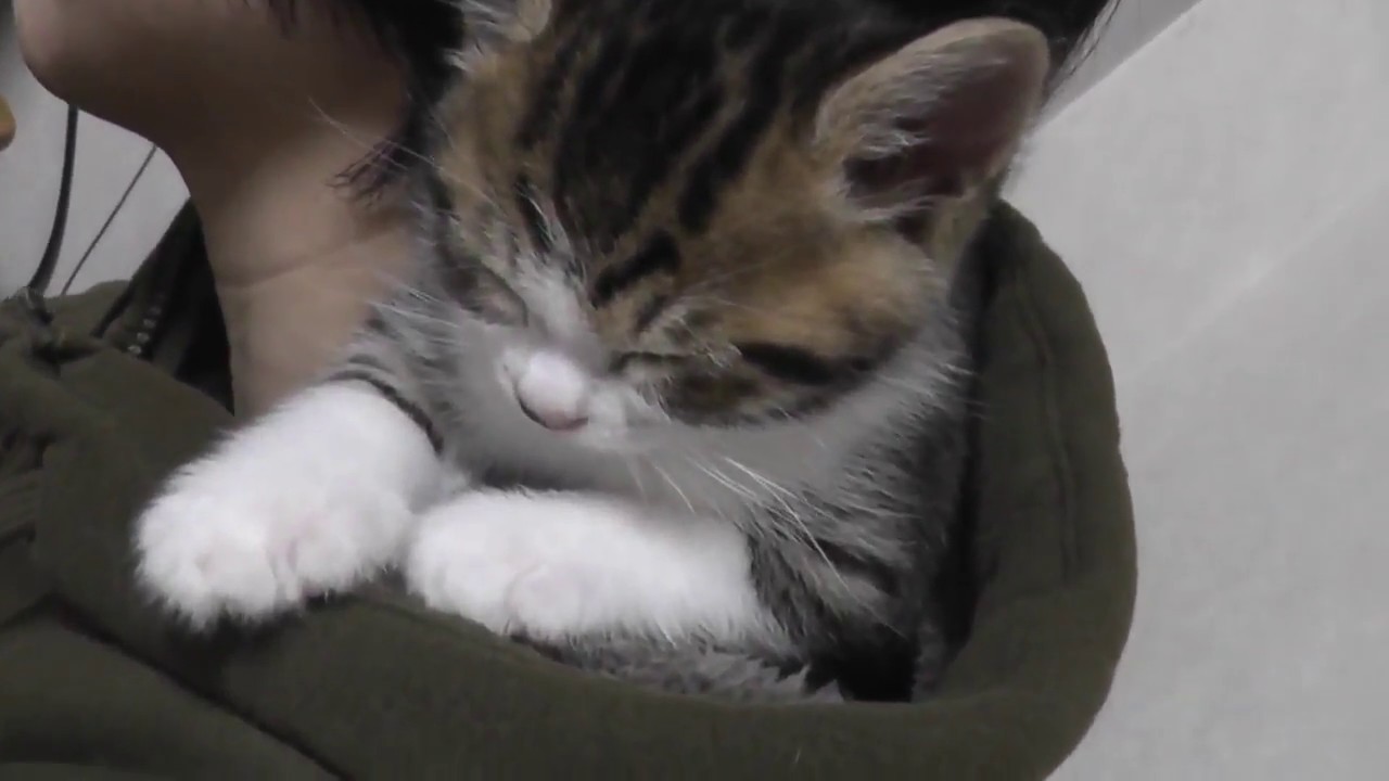お母さんの肩で寛ぎまくる子猫に癒される