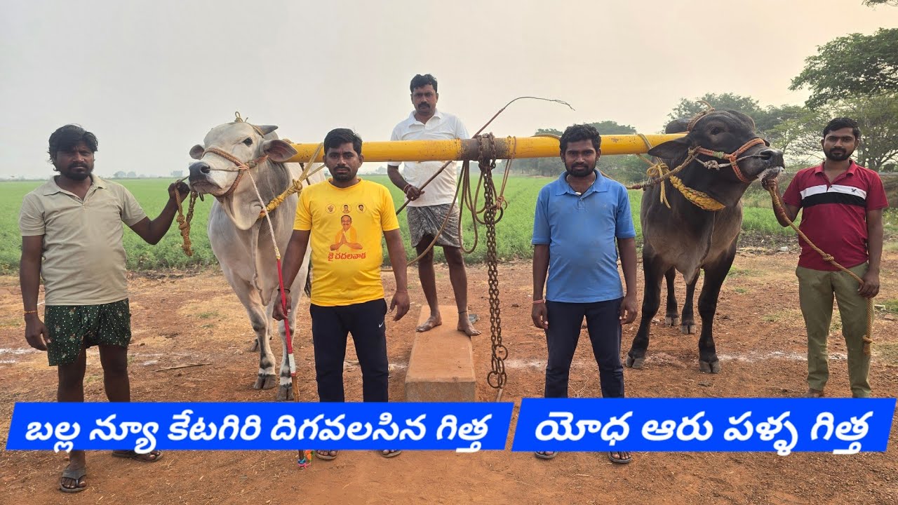 MKM Bulls. మేస్త్రి ఖాదర్ మస్తాన్ గారి రైట్ సైడ్ న్యూ కేటగిరి దిగవలసిన గిత్త బల్ల . లెఫ్ట్ సైడ్ యోధ 