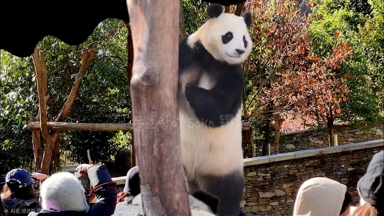 푸바오~2000일 축하해~🎉🥳🎉 | 1월 10일 오전(푸바오 실시간) Panda Fubao