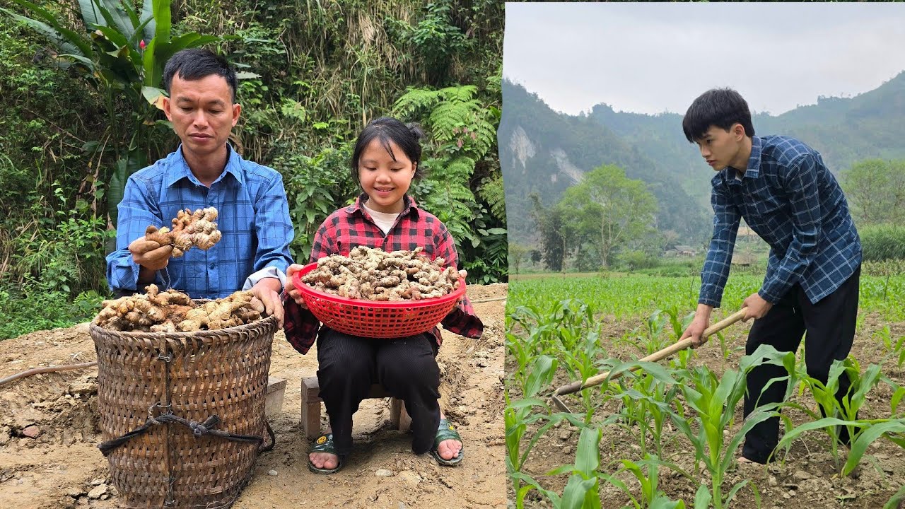 Lanh and her father went to harvest ginger to sell, while Quang went to fertilize the growing corn