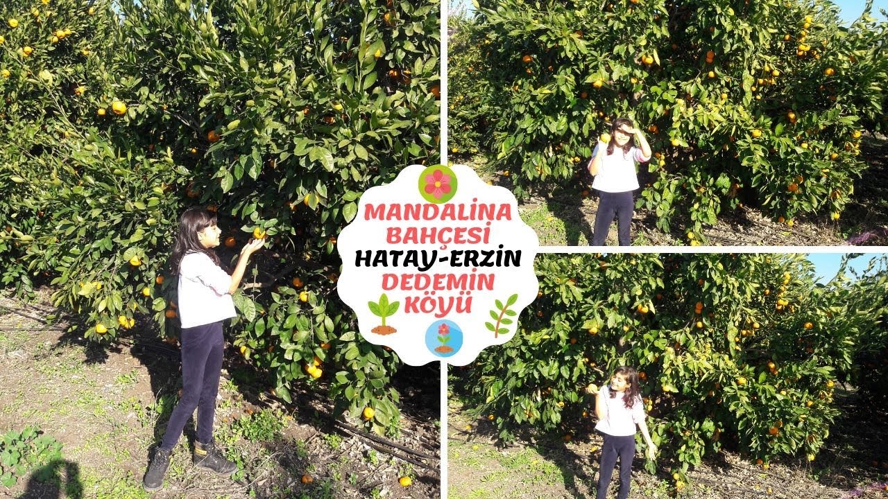 MANDALİNA BAHÇEMİZ🍊HATAY🌱ERZİN🏡DEDEMİN KÖYÜ