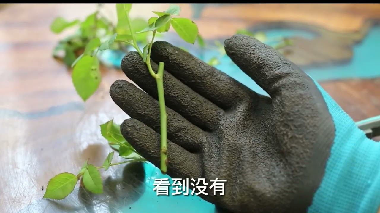 月季花怎么扦插繁殖？园艺师教你，月季花扦插的实操技巧
