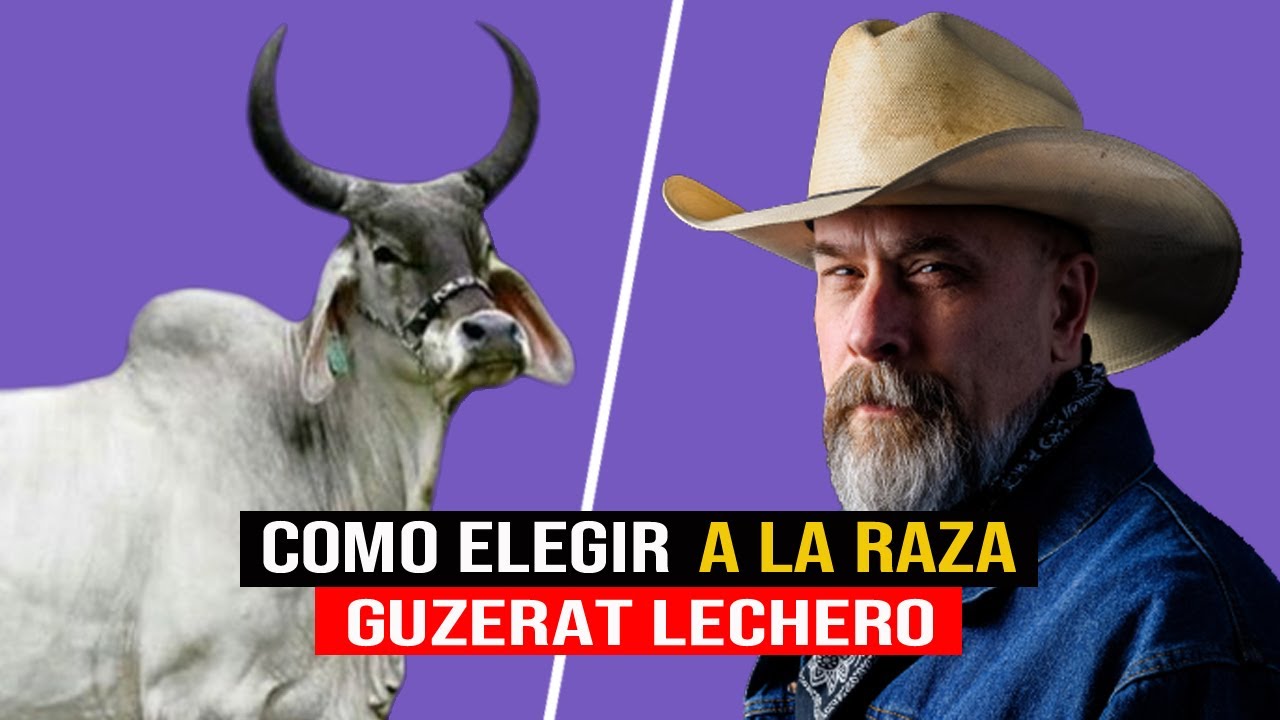 🔴 RAZA GUZERAT Características Que La Hacen Atractiva Para La Ganadería Lechera ✅
