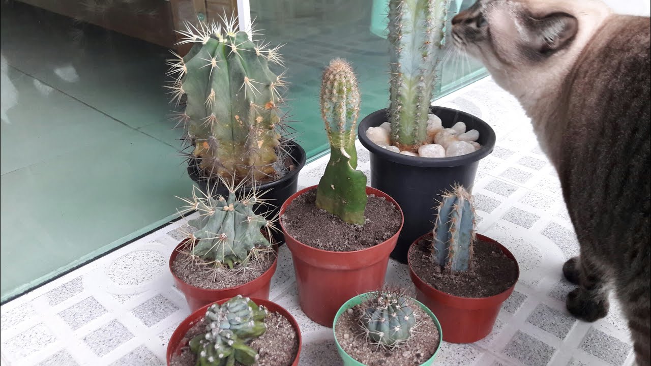 Meus cactos azuis
