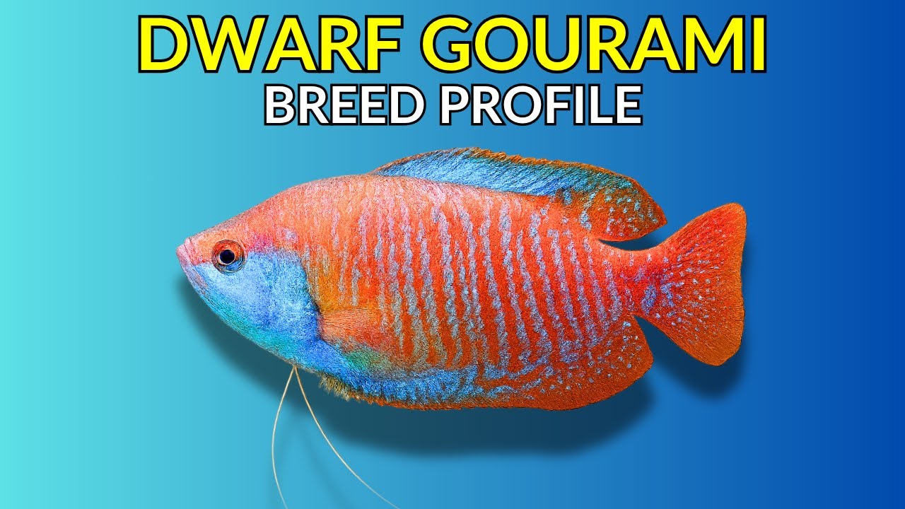 Dwarf Gourami Care Guide | Tank Setup, Feeding, Breeding & Lifespan
