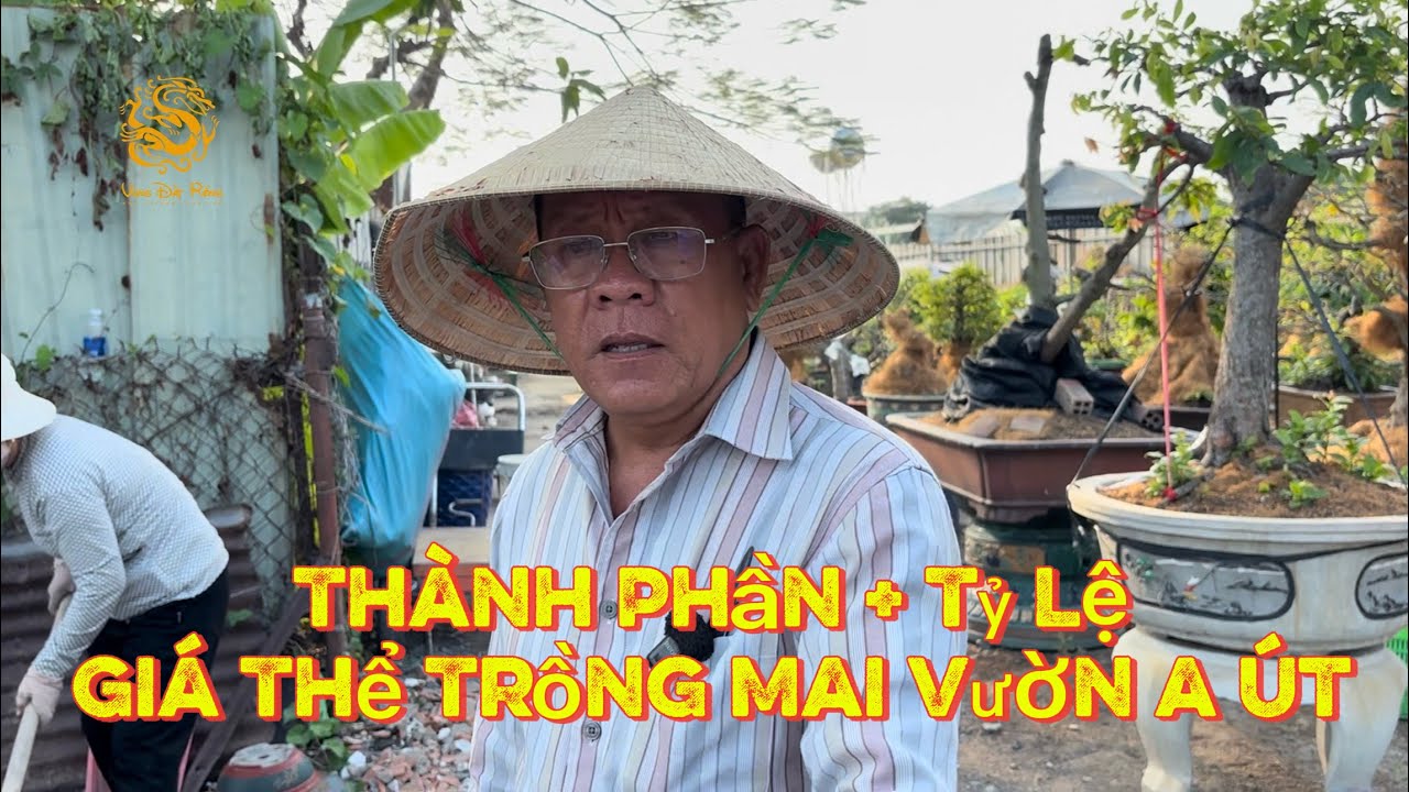 🐉Anh &Uacute;t Đực hướng dẫn c&aacute;ch trộn chất trồng & tỷ lệ th&agrave;nh phần gi&aacute; thể trồng Mai V&agrave;ng|V&ugrave;ng Đất Rồng 