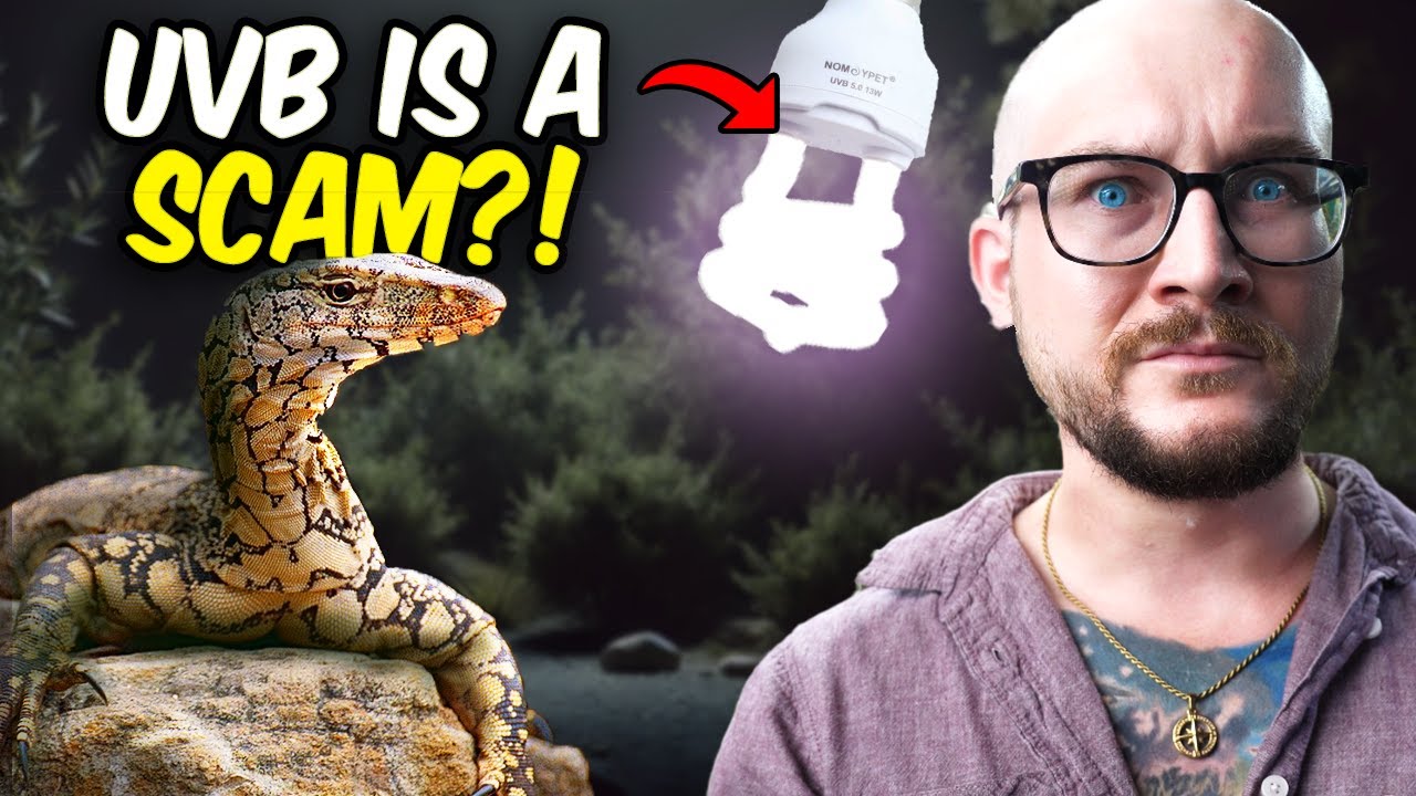 5 Reptiles That NEVER Need UVB