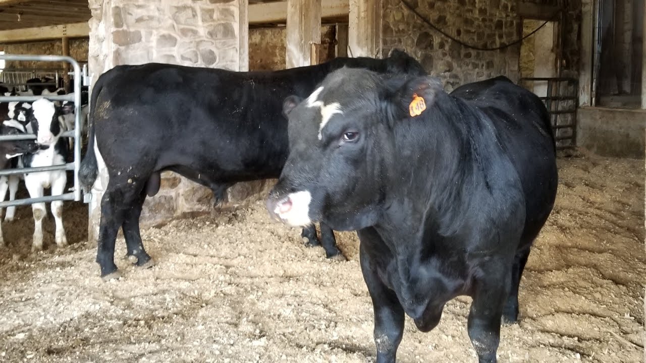 The Most Dangerous Job On The Farm This Is No Bull