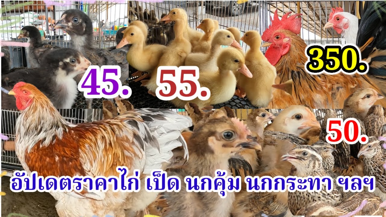 อัปเดตราคาไก่ เป็ด นกคุ้ม นกกระทา ฯลฯ. ตลาดฟิชวิลเลจ อ.บ้านโป่ง จ.ราชบุรี 