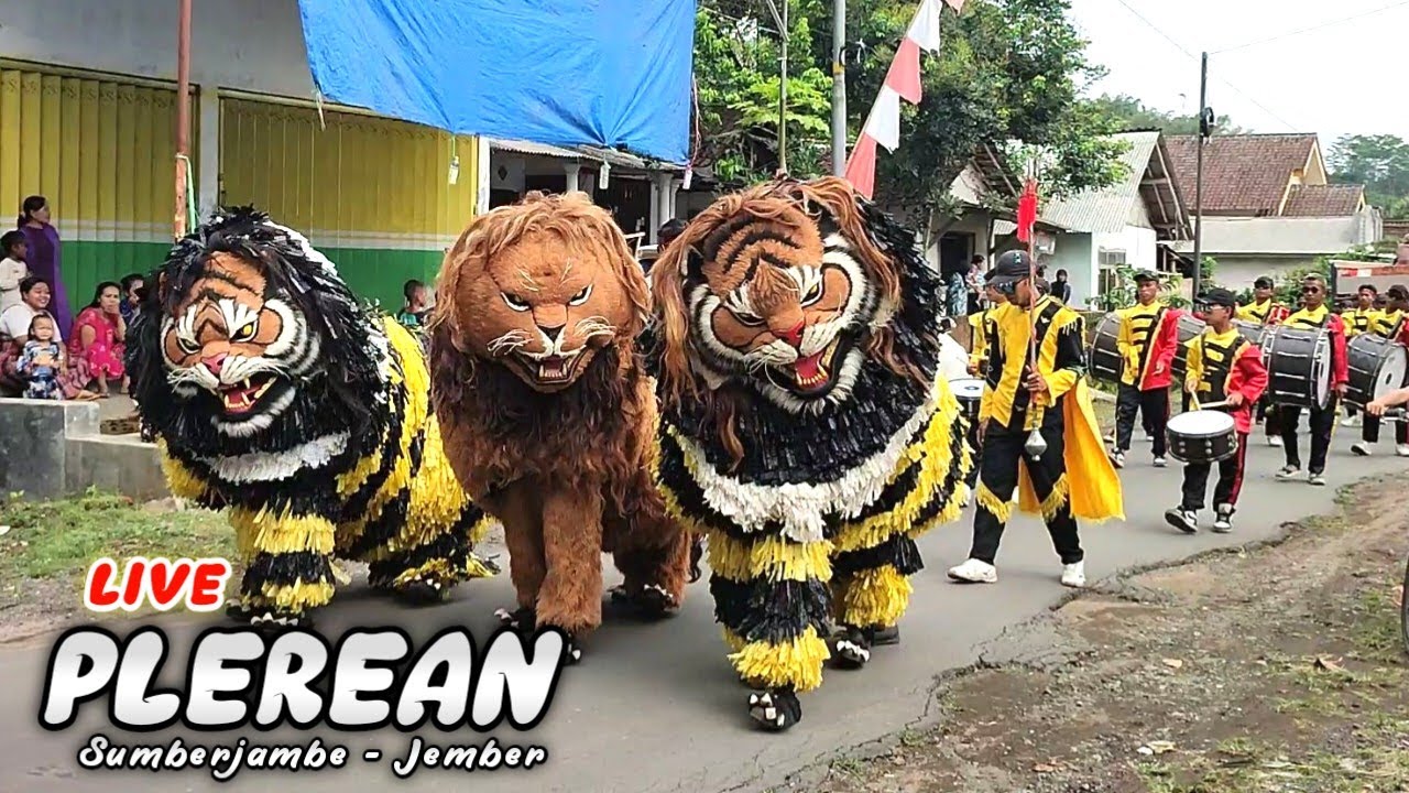 FULL NEW MAONG REMAS dan SINGO MANGGALA tampil di PLEREAN KRAJAN | drumband can macanan | lion dance