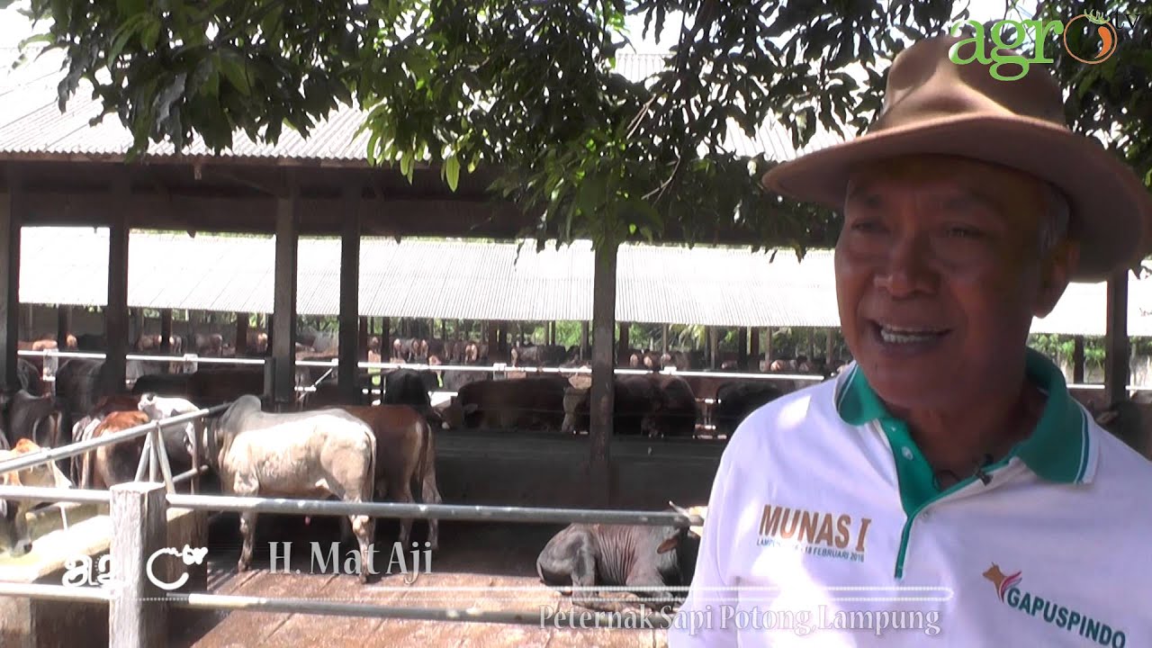 Agro TV-Kisah Manis Juragan Sapi Lampung
