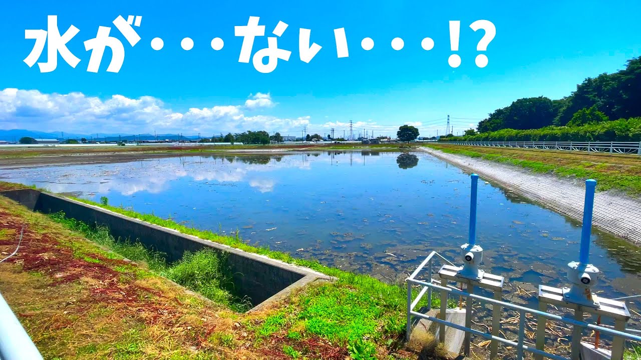 池の水が全部抜かれて驚愕！群馬県へらぶな釣りの旅【群馬県前橋市、太田市、邑楽町】