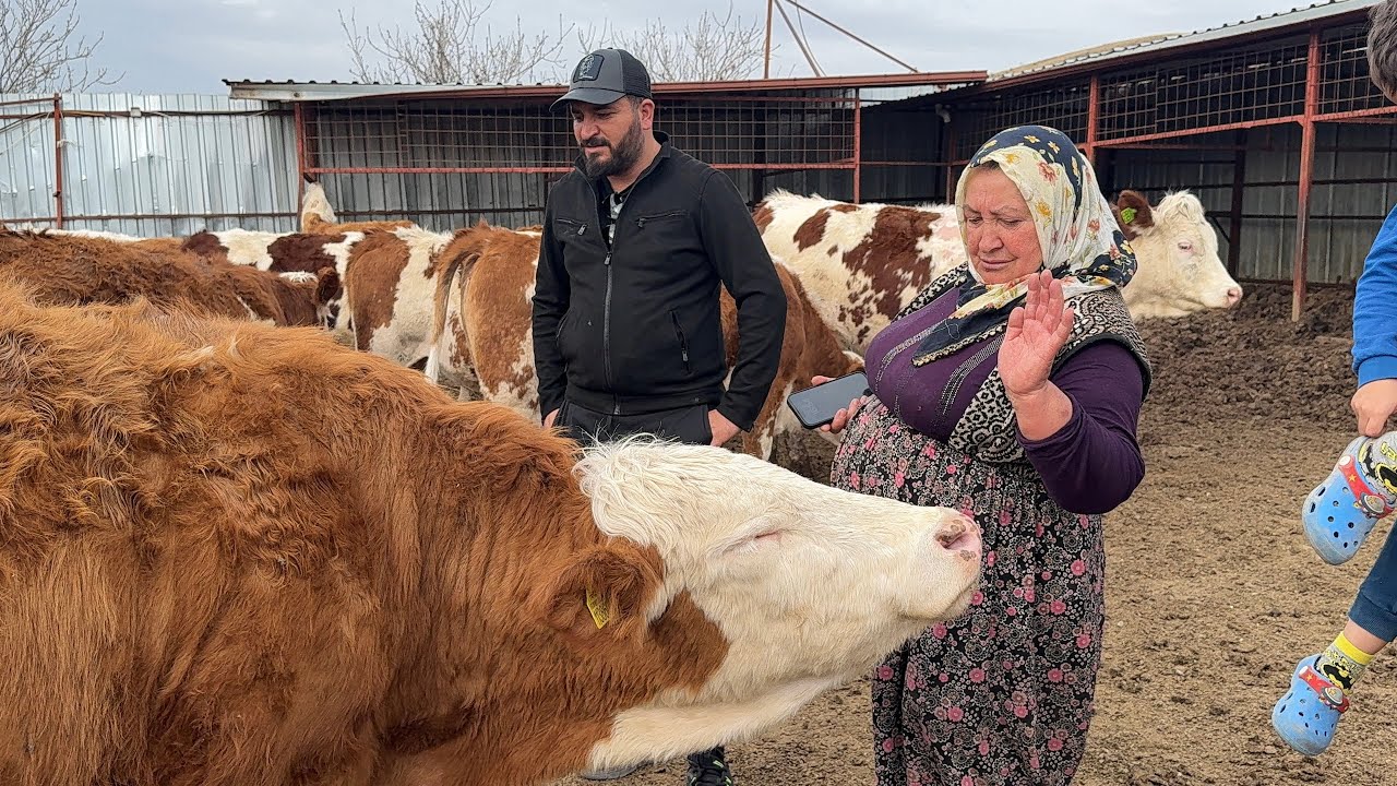 TEYZE GEBE DÜVE ALMAYA GELDİLER