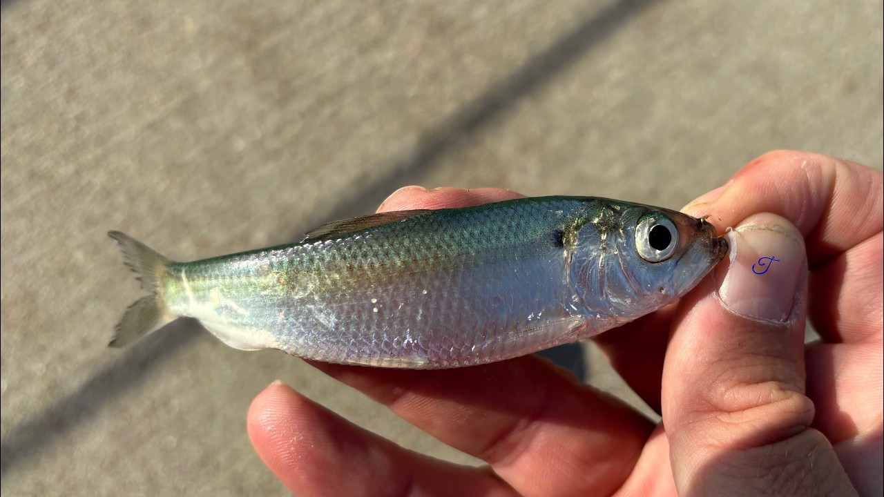 The Fish that Changed Great Lakes Fishing - Quest Ep. 5: Alewife (Alosa pseudoharengus)