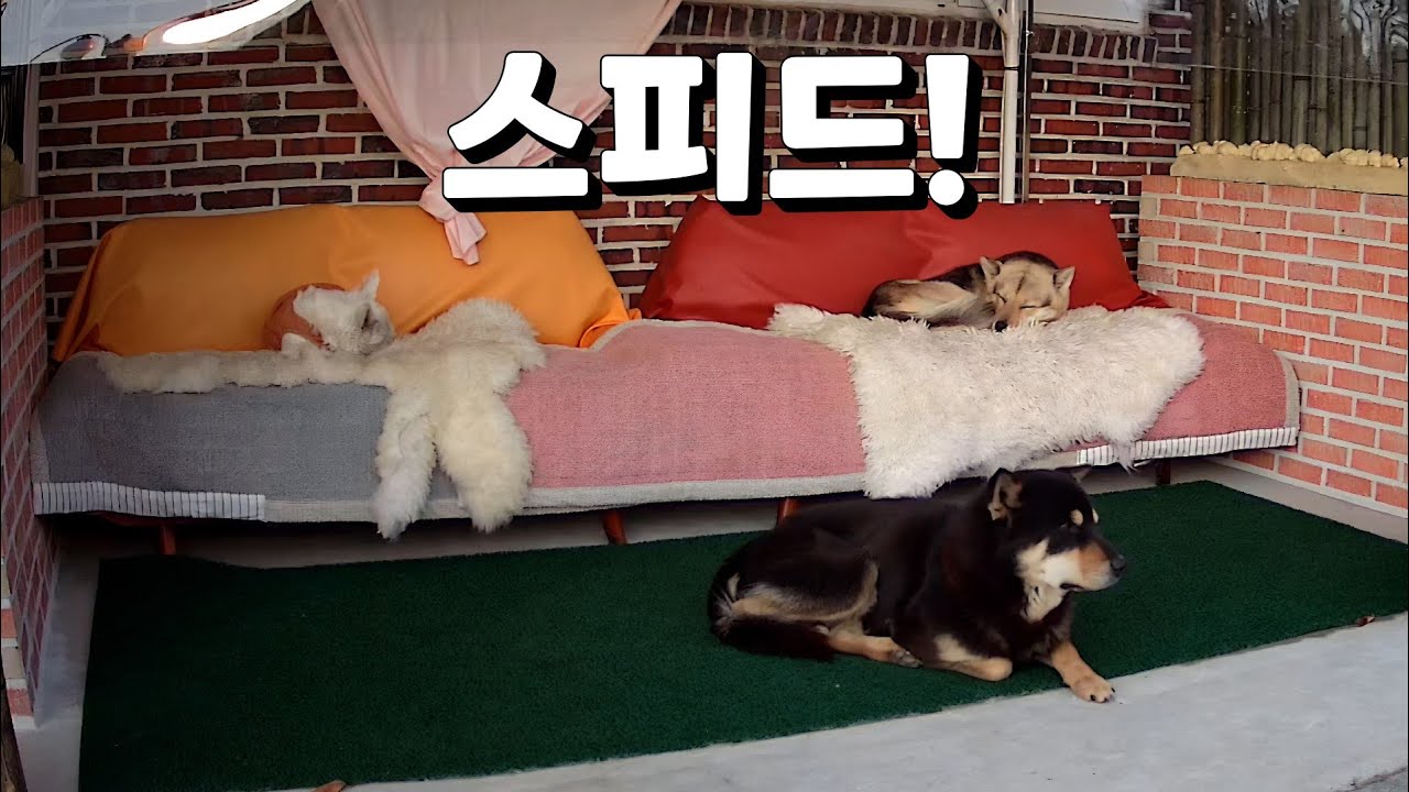 (1) 초 스피드/(2) 비오는날 일상!