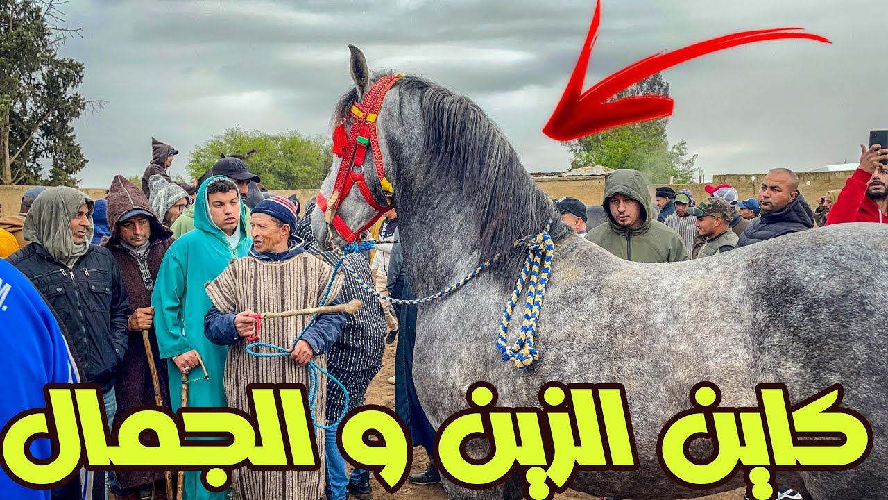 سوق الثلاثاء خميسات كاين زين و الجمال كسابة من مدينة تازة دارو حجة وزيارة وركبو التجارة فعود بالورقة