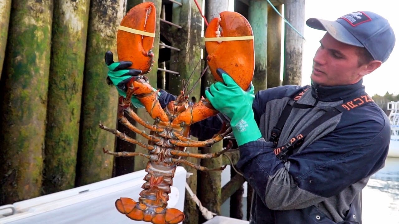 GIANT LOBSTER in Canada - SEAFOOD Catch & Cook in The Maritimes!! BEST Street Food in Canada!!