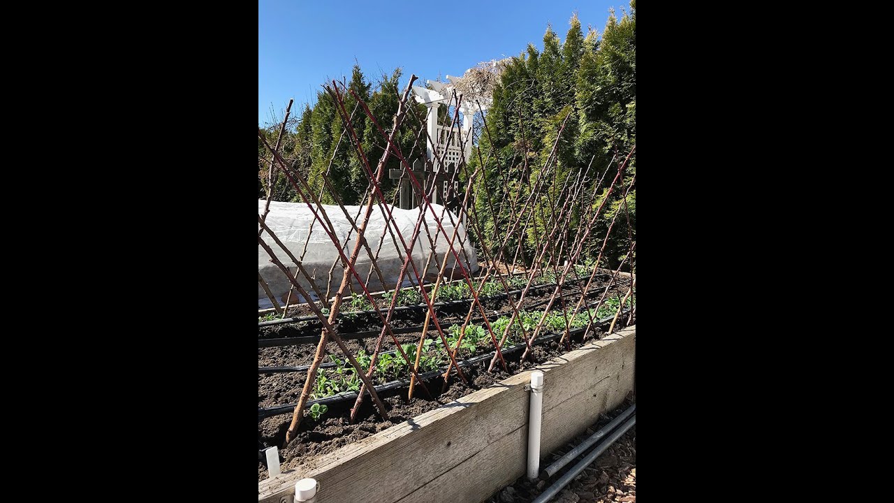 Grow Gutter Peas! Everyone Can Grow a Garden (2022) #7