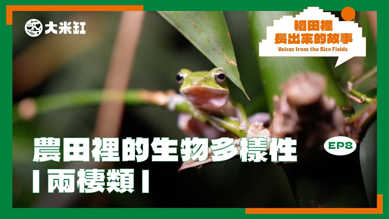 農田裡的生物多樣性 兩棲類【稻田裡長出來的故事｜第八集】