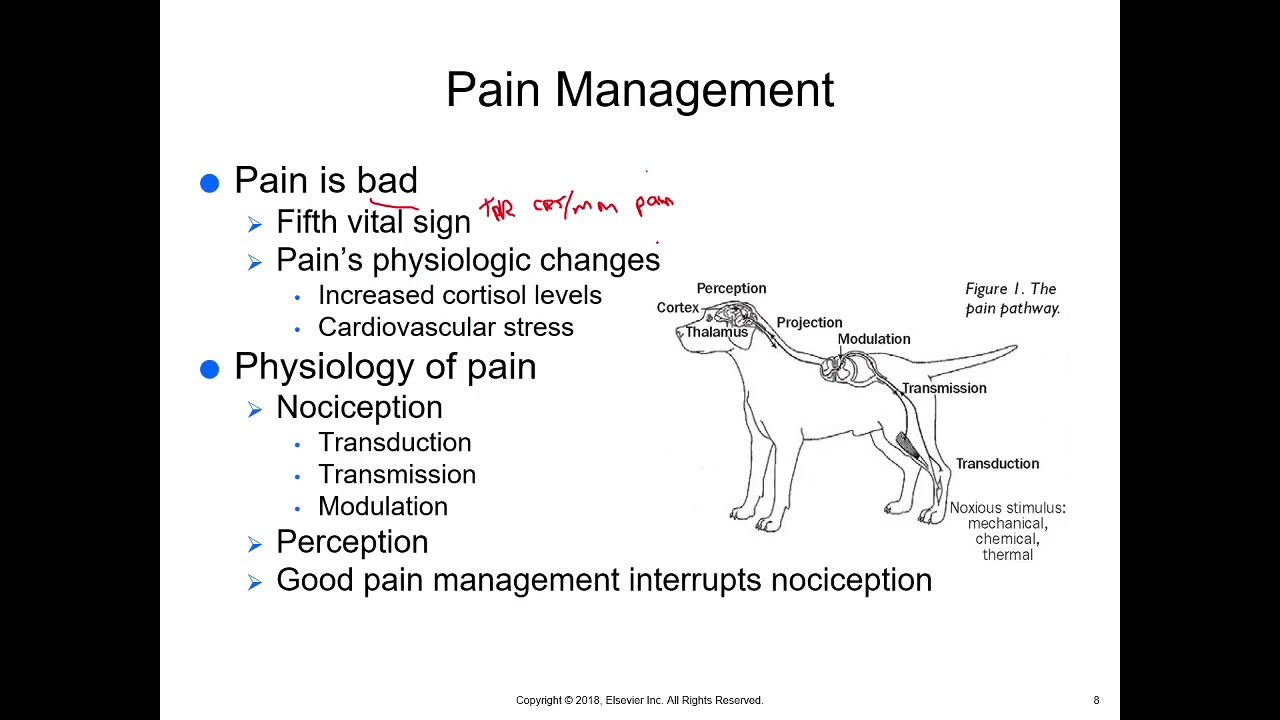 McCurnin's Chapter 30, Pain Management
