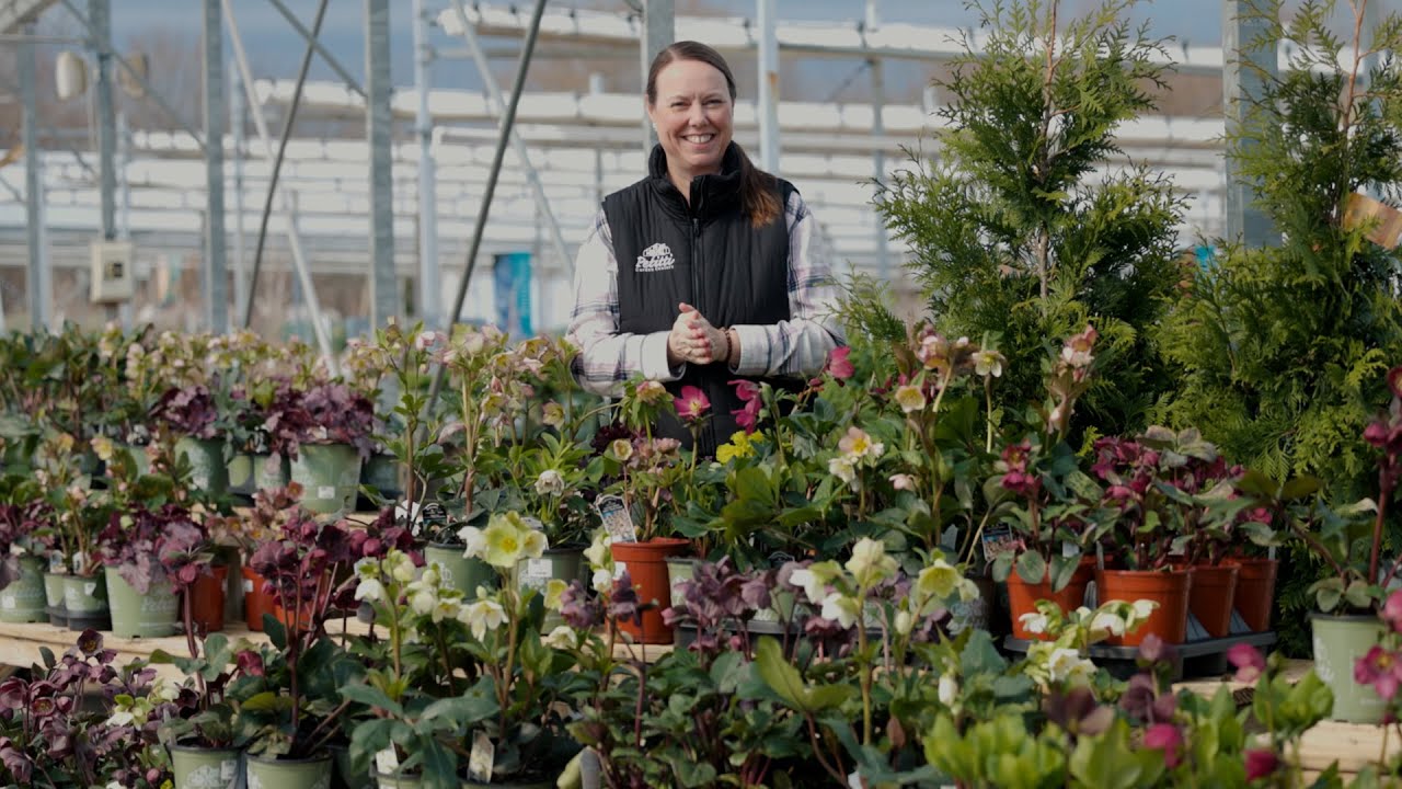 PETITTI Hellebore Spotlight | Grow Lenten Roses for Shade, Deer Resistance & Long-Lasting Blooms