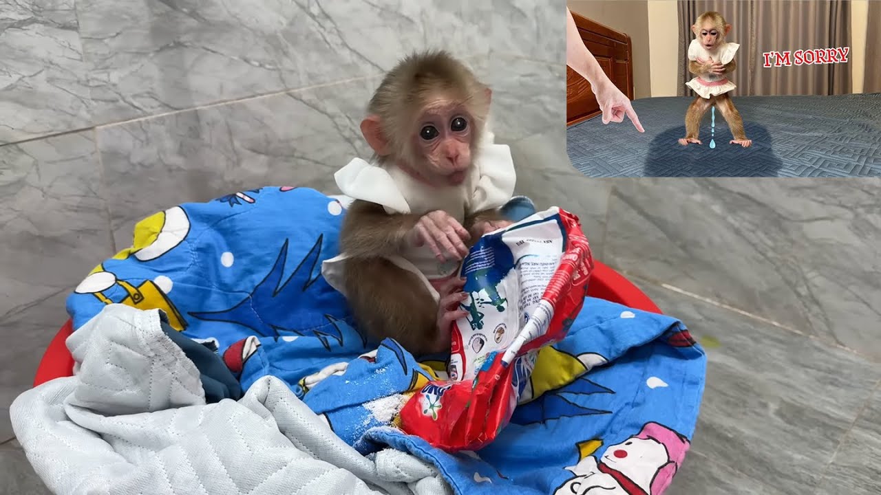 baby monkey Kyo does wrong things to her dad and her amazing reaction afterwards