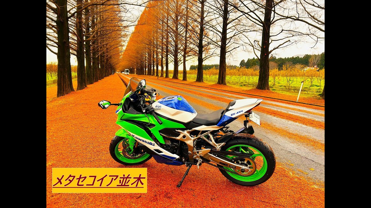 #6 メタセコイア並木 in 滋賀【Ninja ZX4RR】#zx4rr#琵琶湖