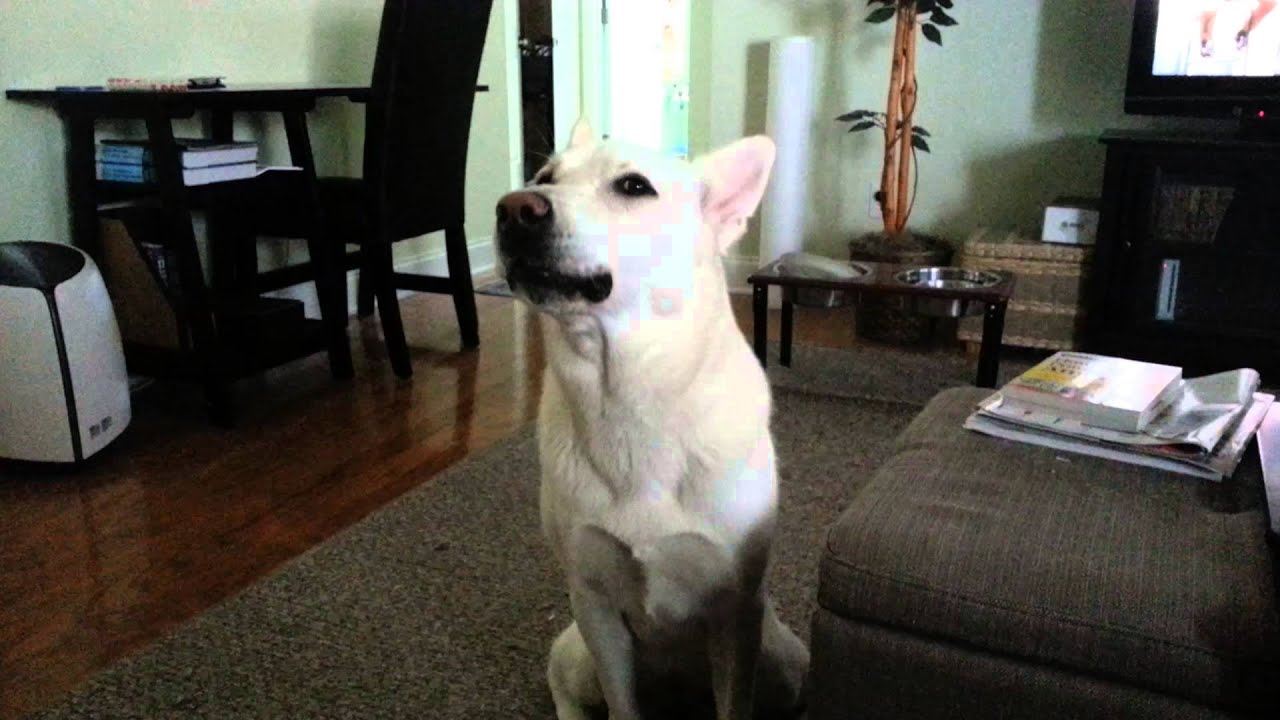 White shepherd howling- she is asking to go for a walk :)