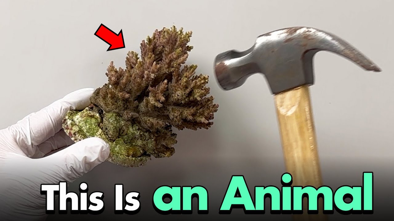 ⚠️ Я покажу вам доказательство того, что коралл — это животное.