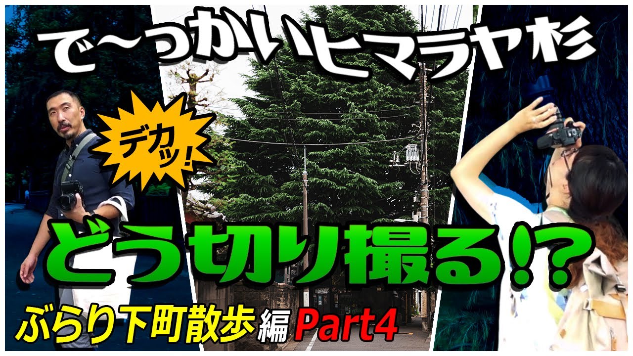 【キリトリセカイ】で～っかい杉をどう切り撮るか！？　ぶらり下町散歩編第4話【写真散歩】
