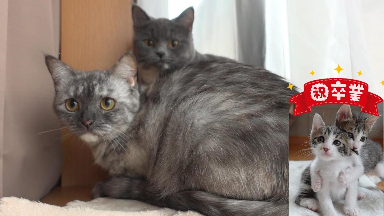 【多頭崩壊】怖くてベッドの下に隠れていた猫たちが外に出てきてくれました ＆ 10代目おちびーずだいき君、卒業！