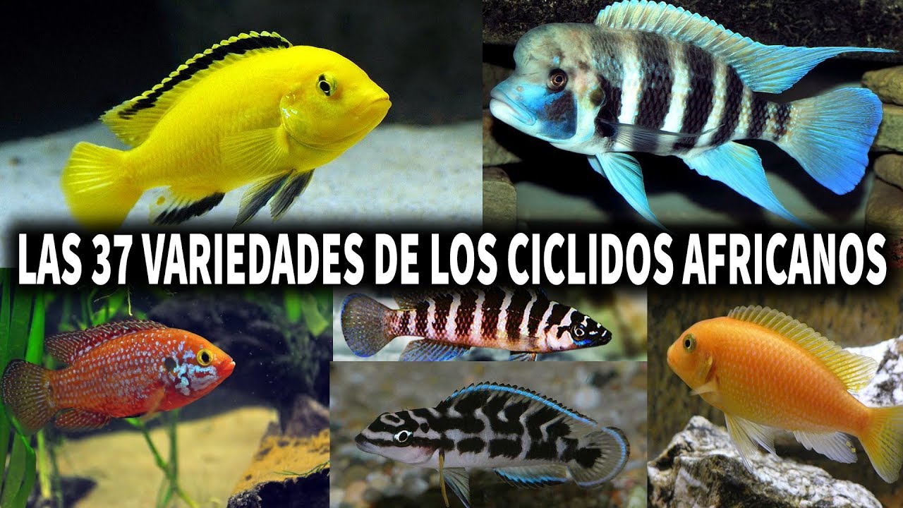 LAS 37 VARIEDADES DE LOS CICLIDOS AFRICANOS | PEZ CICLIDO | AcuariosLP