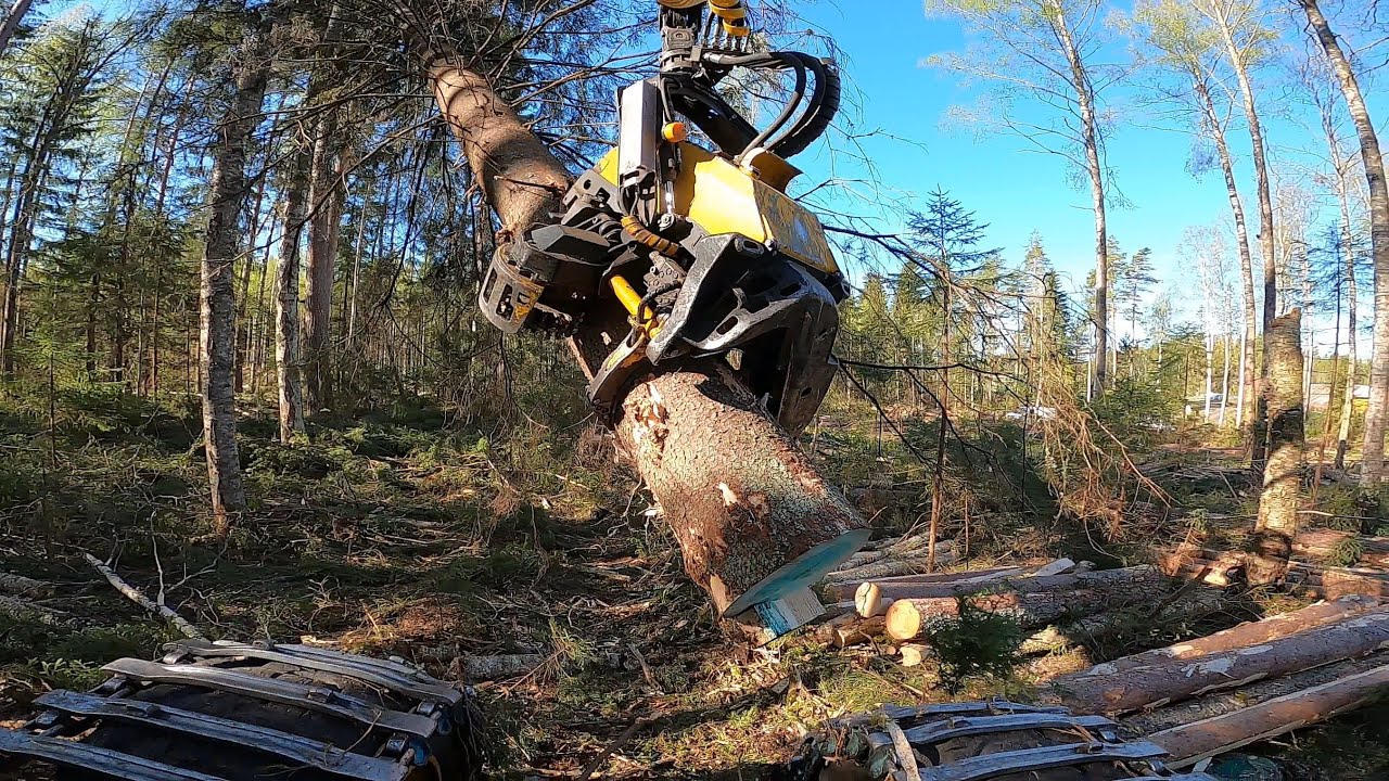 Tosi vanhaa metsää ja suuria levottomia puita. Ponsse Scorpion King H7. #120vuotiaitapuita