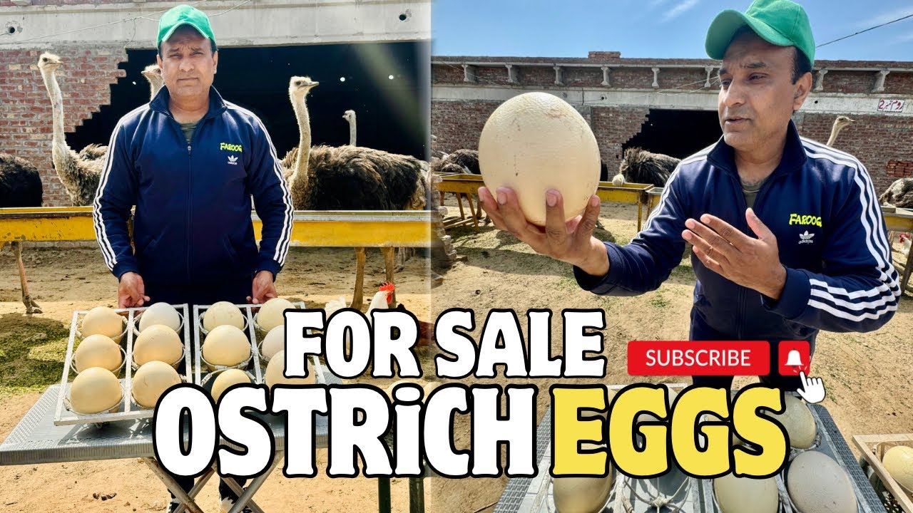Shutar Murgh Eggs Price in Pakistan | Shutar Murgh Ka Anda For Sale | Ostrich Eggs Price