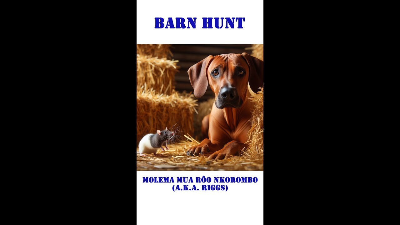 Barn Hunt with a Rhodesian Ridgeback