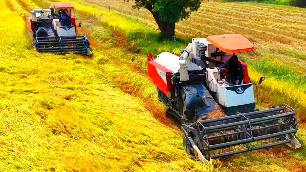 Powerful Team Tractor 5 Tone Start Harvesting Rice The First Rice Field By Super Model Machine