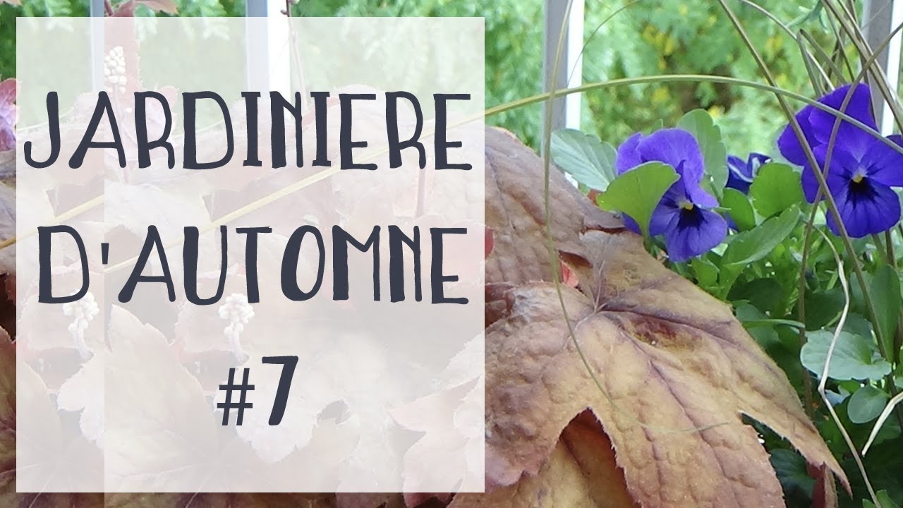 Tuto jardinage : Jardinière d'automne #7 Heuchères, Carex & Viola cornuta