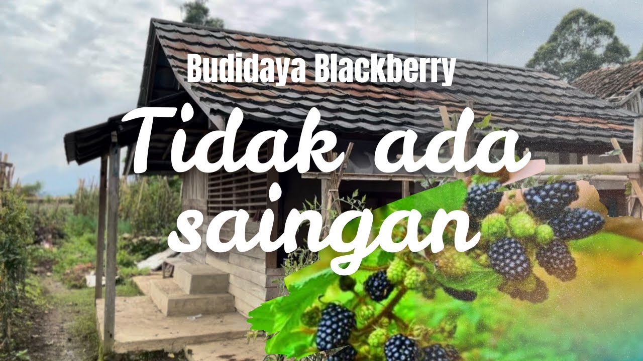 Jual 200rb sekilo. Permintaan banyak. Budidaya buah blackberry di indonesia eps. 1