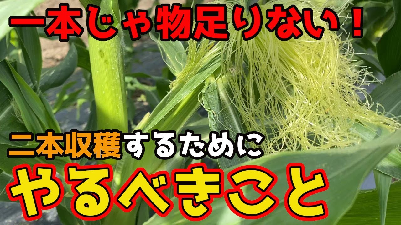 【とうもろこし】栽培を1本で終わらせないために今やるべきこと。【家庭菜園】