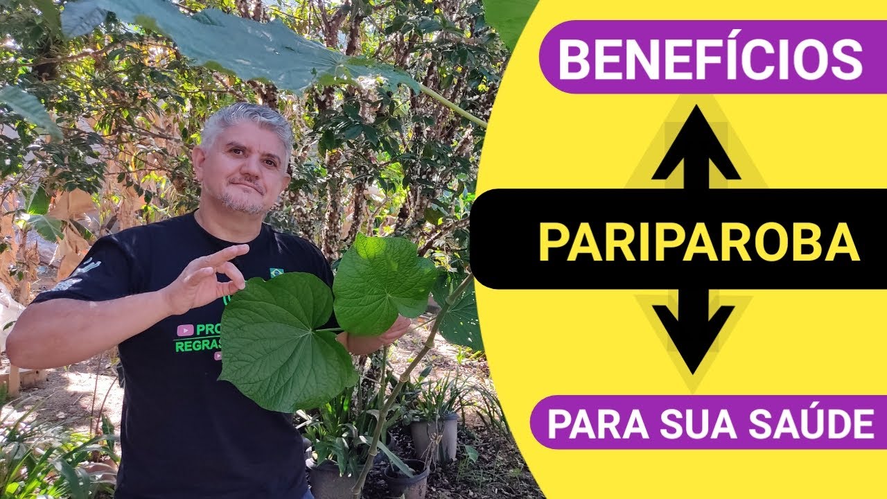 👏 OS BENEFÍCIOS DA PARIPAROBA. Ao alcance de todos, em todos os lugares e curando enfermidades.