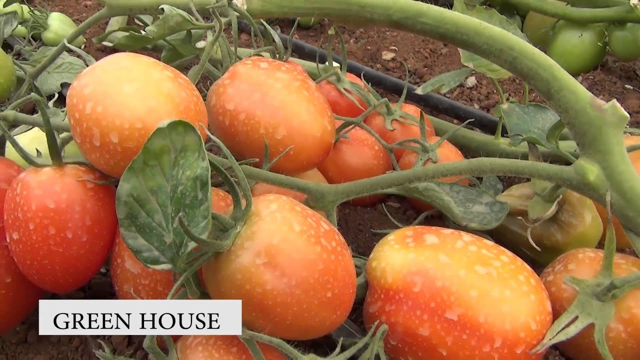 Green House Farming 2