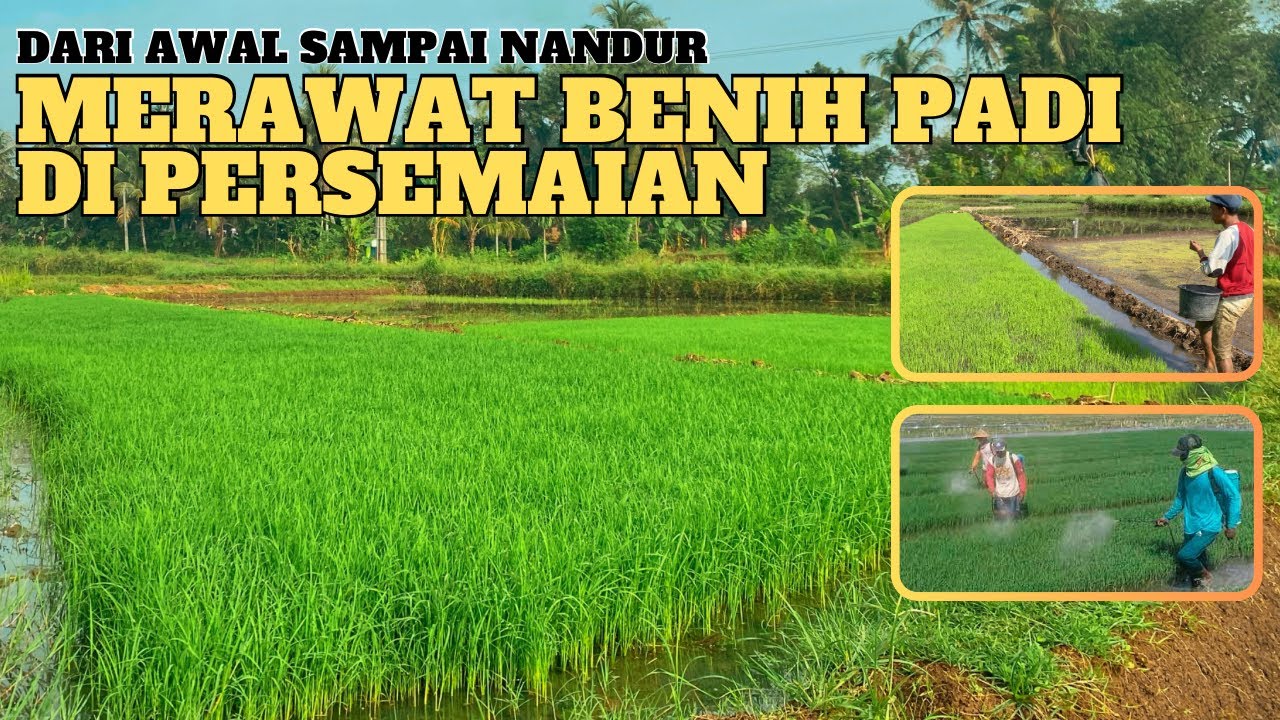 Cara Perawatan benih bibit padi di persemaian supaya padi cepat tumbuh subur setelah pindah tanam