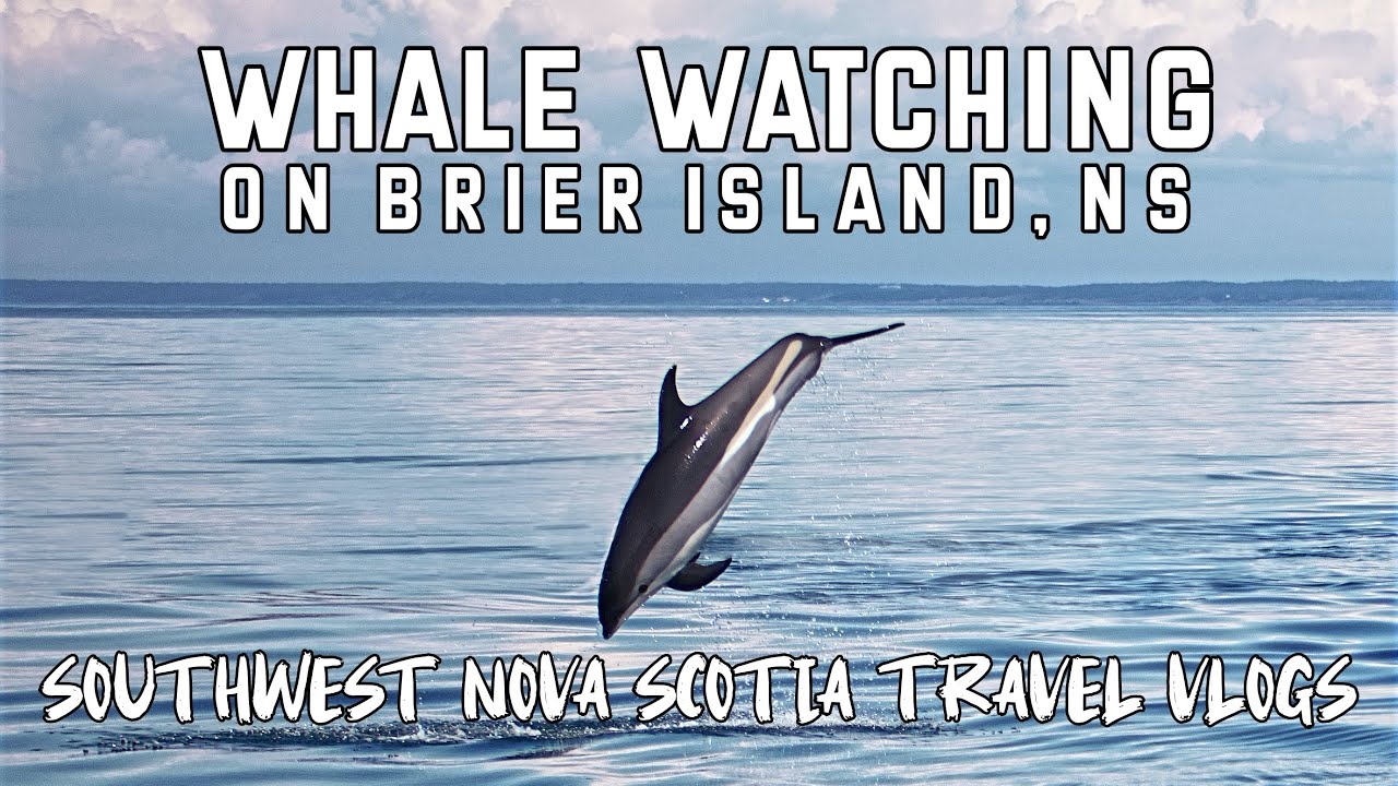 Whale Watching on Brier Island | Southwest Nova Scotia Travel Vlogs