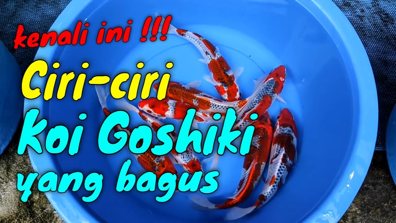 Cara Memilih Koi Goshiki Yang Bagus || Goshiki Ikan Koi 5 Warna || Tancho Goshiki Koi